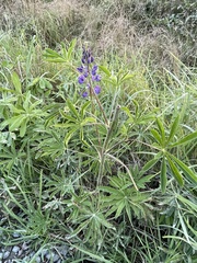 Lupinus polyphyllus