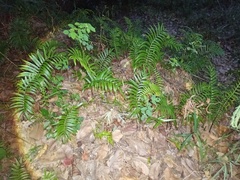 Cyclosorus interruptus