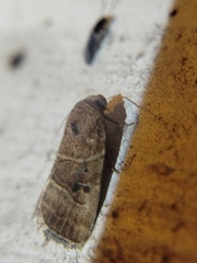 Elaphria fuscimacula