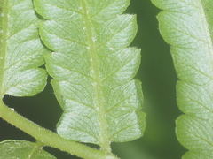 Cyclosorus interruptus