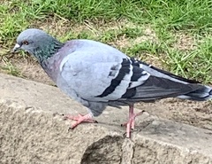 Columba livia