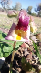 Proboscidea parviflora