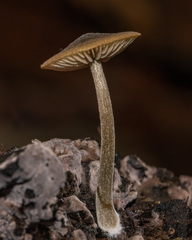 Simocybe centunculus