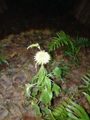 Leonotis nepetifolia