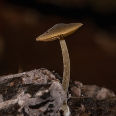 Simocybe centunculus