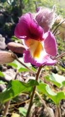 Proboscidea parviflora