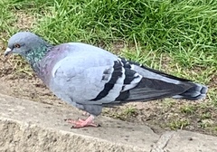 Columba livia