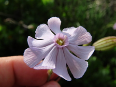 Silene rigens
