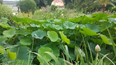Nelumbo