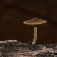 Simocybe centunculus