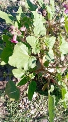 Proboscidea parviflora