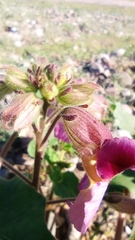 Proboscidea parviflora