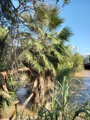 Washingtonia robusta