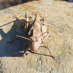 Oedipoda caerulescens
