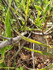 Leucadendron lanigerum lanigerum