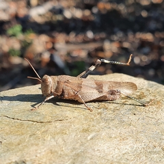 Oedipoda caerulescens
