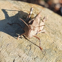 Oedipoda caerulescens