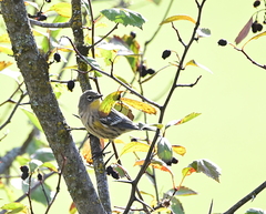 Setophaga coronata auduboni