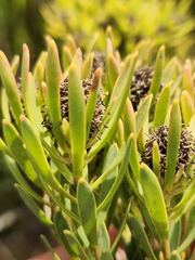 Leucadendron lanigerum lanigerum