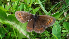 Erebia ligea