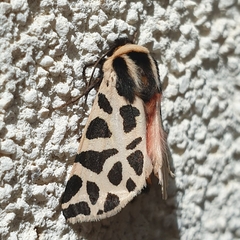 Cymbalophora pudica