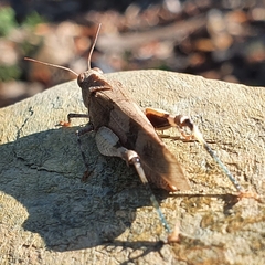 Oedipoda caerulescens