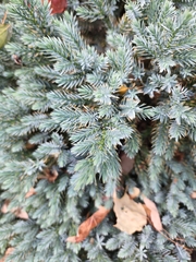 Juniperus horizontalis
