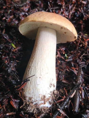 Boletus edulis
