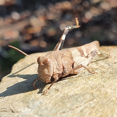 Oedipoda caerulescens