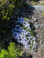 Phlox diffusa