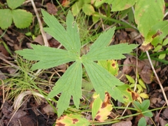 Anemonastrum canadense