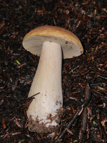 Boletus edulis (Photo 2 of 5)