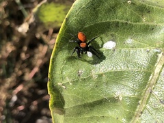 Phidippus apacheanus