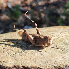 Oedipoda caerulescens