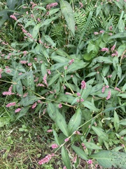 Persicaria minor