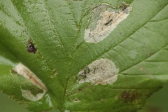 Phyllonorycter coryli