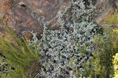 Helichrysum patulum