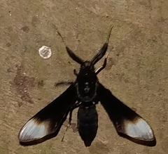 Myrmecopsis strigosa