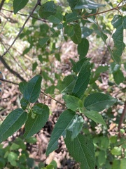 Aristotelia chilensis