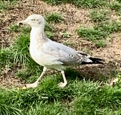 Larus argentatus