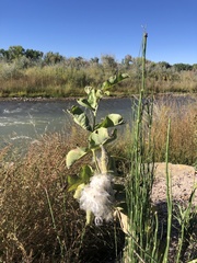 Phidippus apacheanus