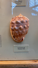 Cypraecassis rufa