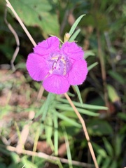 Agalinis fasciculata