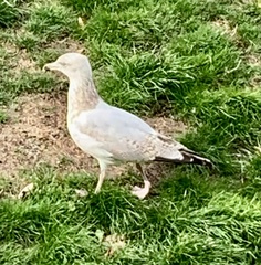 Larus argentatus