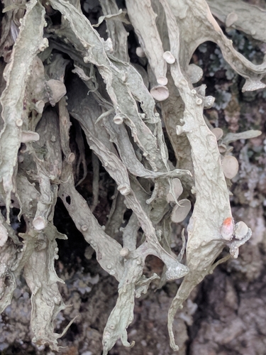 Cartilage Lichen