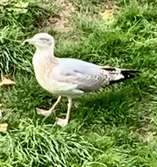 Larus argentatus