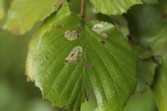 Phyllonorycter coryli