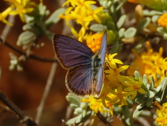 Eicochrysops messapus