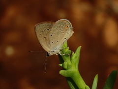 Eicochrysops messapus