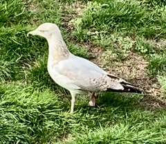 Larus argentatus
